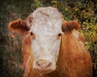 It's Been a Tough Life Darlin Fine Art Print