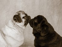 Pooch Smooch Fine Art Print