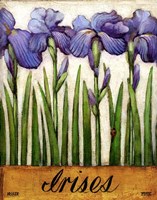 Irises Fine Art Print