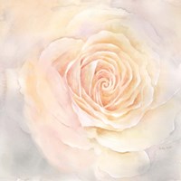 Blush Rose Closeup III Fine Art Print