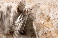 Cast in Stone Fine Art Print