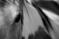 One Eye Fine Art Print