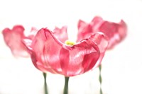 Three Tulips Fine Art Print