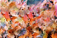 Fall's Folly Fine Art Print