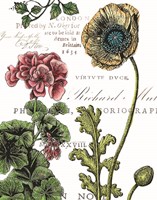 Botanical Postcard Color III Framed Print