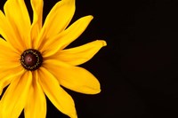 Black Eyed Susan I Fine Art Print