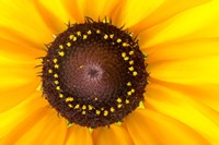 Black Eyed Susan II Fine Art Print