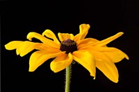 Black Eyed Susan III Fine Art Print