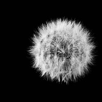 Wish Flower I Fine Art Print