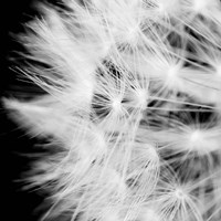 Wish Flower III Fine Art Print