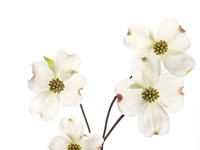 Dogwood Garland Fine Art Print