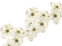 Dogwood Beauty Fine Art Print