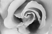 Gentle Rose Fine Art Print