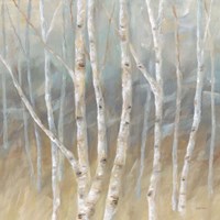 Silver Birch Square Fine Art Print