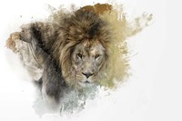 Expressions Lion Fine Art Print