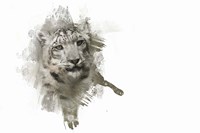 Expressions Snow Leopard Fine Art Print
