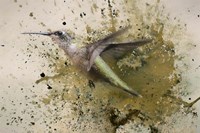 On The Fly Fine Art Print