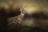 Streamside Buck Fine Art Print