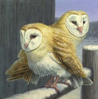 Barn Owl Couple Fine Art Print