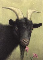 Black Goat Enjoying a Pink Flower Fine Art Print