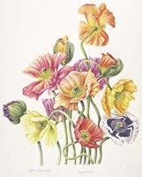2010 Poppy Bouquet Fine Art Print