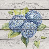 Blue Hydrangeas Fine Art Print