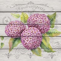 Pink Hydrangeas Fine Art Print