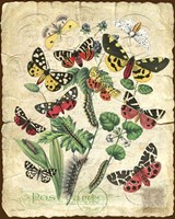 Natures Beauty Fine Art Print