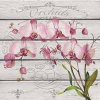 Pink Orchids Fine Art Print