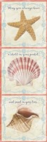 Sea Shells  -  D Fine Art Print