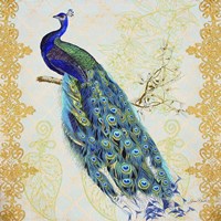 Beautiful Peacock  -  B Fine Art Print