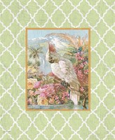 Cockatiel Beauty  -  A  -  Green Fine Art Print