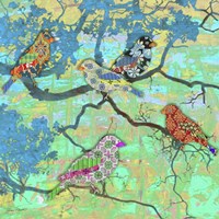 Finch Paradise Fine Art Print