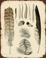 Vintage Feather Study - A Fine Art Print
