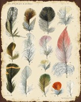 Vintage Feather Study - B Fine Art Print