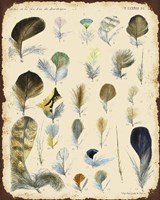 Vintage Feather Study - C Fine Art Print