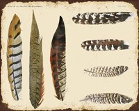 Vintage Feather Study - F Framed Print