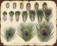 Vintage Feather Study - H Fine Art Print