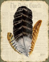 Elegant Feather - D Fine Art Print