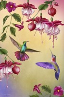 Fuchsias & Hummingbirds Fine Art Print