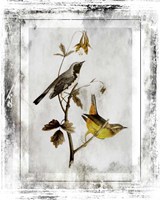Birds With Class - A Fine Art Print