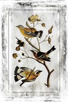 Birds With Class - B Fine Art Print