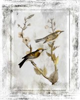 Birds With Class - C Framed Print