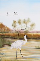 Whooping Cranes - B Fine Art Print