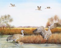 Sandhill Cranes - A Fine Art Print