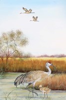 Sandhill Cranes - B Fine Art Print