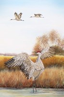 Sandhill Cranes - C Fine Art Print