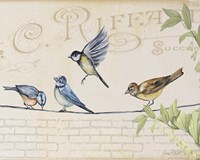 Birds Gathered On Wire - Paris Wall - B Framed Print