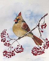 Cardinal And Winter Berries - B Fine Art Print