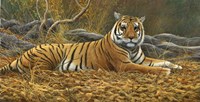 Bengal Tiger Fine Art Print